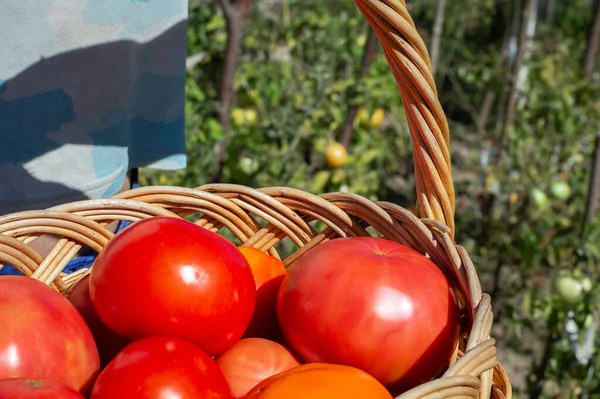 Rote reife saftige Tomaten im Weidenkorb an einem sonnigen Tag. Rote Tomaten ernten — Stockfoto