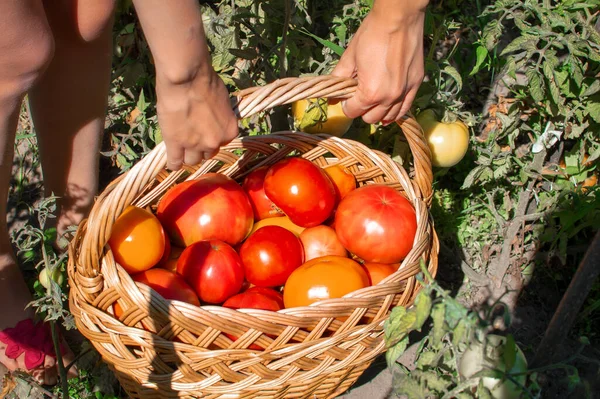 Junge Frau hebt einen vollen Korb saftig reifer Tomaten in die Höhe, die in den Beeten stehen. Nahaufnahme — Stockfoto