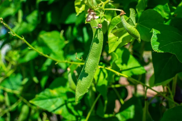 Baklagil tarlasında yetişen parlak taze fasulye kabuklarının yakın görüntüsü. Fasulyeler güneşte büyür.
