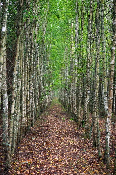 Túnel Abedules Jóvenes Túnel Árboles Que Extiende Lejos Incluso Filas — Foto de Stock