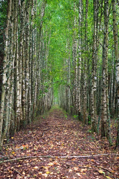 Daha önce ormanları yeniden ağaçlandırmak için dikilmiş bir huş ağacı tüneli. Korulukta bir sıra ince kar beyazı huş ağacı. Peyzaj fotoğrafı