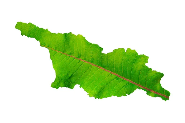 Karta Över Georgien Grön Bladstruktur Vit Isolerad Bakgrund Ekologi Klimatkoncept — Stockfoto