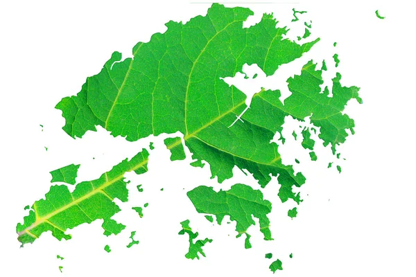 Kaart Van Hongkong Groene Bladtextuur Een Witte Geïsoleerde Achtergrond Ecologie — Stockfoto