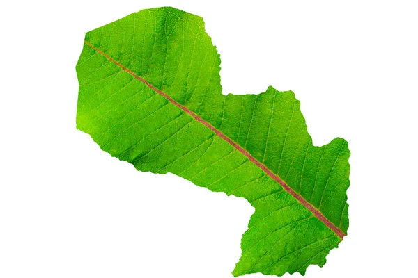 Карта Парагваю Текстурі Зеленого Листя Білому Ізольованому Тлі Екологія Кліматична — стокове фото