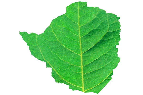 Карта Зімбабве Текстурі Зеленого Листя Білому Ізольованому Тлі Екологія Кліматична — стокове фото