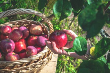 Kadın eli, Apple ağacından toplanmış taze elmaları hasır sepete koyar. Yazın sonunda Apple kaplıcalarında hasat et. Yeni mevsimlik meyve hasadı. Çiftçilik ve bahçecilik kavramı.