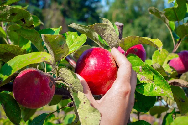 Young woman\'s hand picking apples from a branch. Close-up. Apple tree with apple plucking, apple plucking with hand.