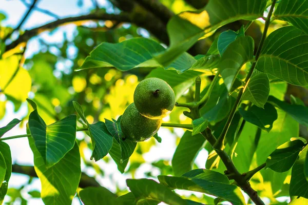Fruit of a walnut on a branch of a tree. Walnut growing in anticipation of harvest, look up. Walnut. walnut tree