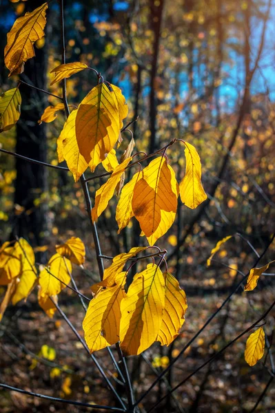 어린나무의 가느다란 가지들에 황색의 잎들이 — 스톡 사진