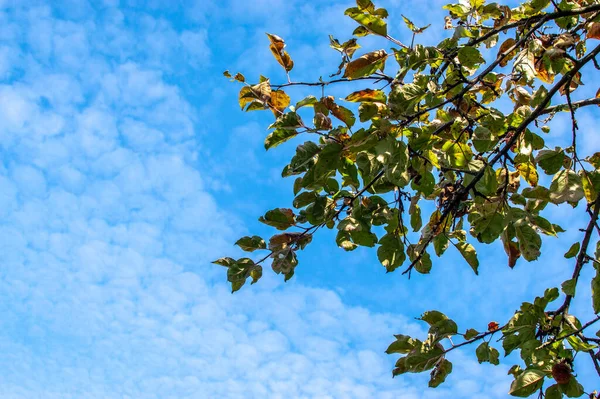 Ramas Follaje Manzano Contra Cielo Azul Con Nubes Cirros Las —  Fotos de Stock