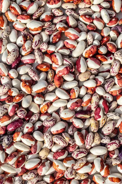 Background Many Grains Dried Beans White Colored Beans Texture Food — Stock Photo, Image