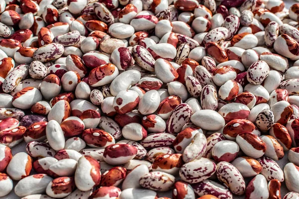 Multicolor Haricot Beans Background Many Colorful Dry Kidney Beans Bazaar — Stock Photo, Image