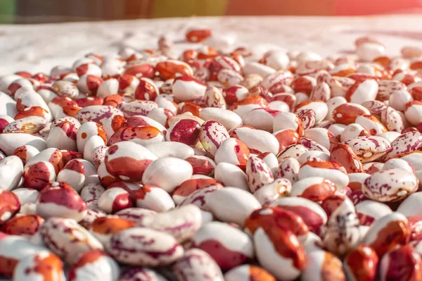 White Kidney Beans Lies Table Dries Rays Evening Sun Selective — Stock Photo, Image