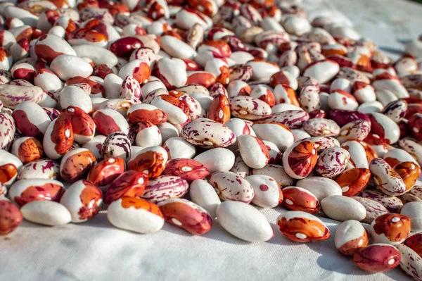 Many Grains Dried Beans Lie White Surface Phaseolus Vulgaris Scientific — Stock Photo, Image