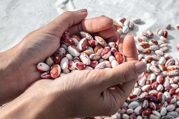 Kidney Beans, spotted in the hands of a woman, top view. Closeup of female hands sorting haricot beans.