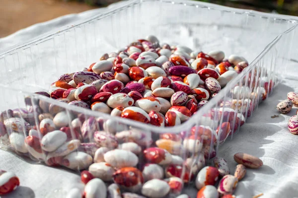 Red White Beans Plastic Tray Drying Storing Colored Beans Home — Stock Photo, Image