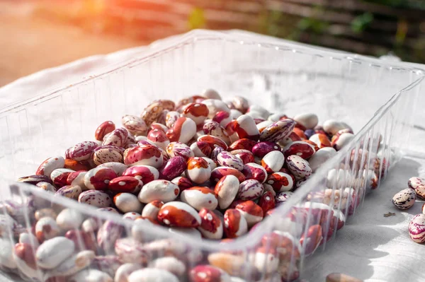 Red and white haricot beans in a plastic tray outdoors under the sun. Drying and storing legume. Selective focus — Stock Photo, Image