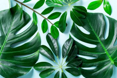 Mavi arka planda tropikal palmiye yaprağı çerçevesi ve kopyalama alanı. Düz yatıyordu. Üst Manzara. Yaz ya da bahar doğa konsepti. 