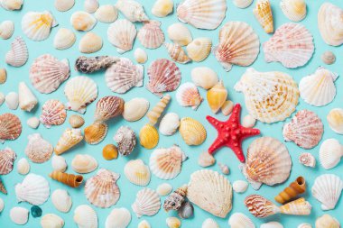 Mavi arka planda deniz kabukları ve denizyıldızı ile yaz konsepti. Üstte görüntü.