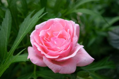 Yeşilliklerinde pembe bir gül.