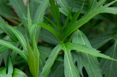 yeşil yapraklardan oluşan arkaplan