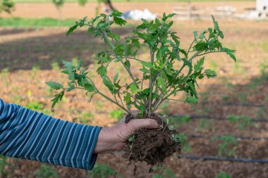 Domates tohumları ekilmeye hazır. Ellerinde domates fideleri.