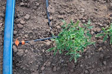 Domates fideleri. Domatesleri suluyorum. Domates damlası sulama hortumu.
