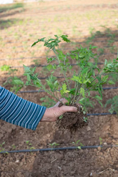 トマトの苗を植える準備ができています 手にトマトの苗 — ストック写真