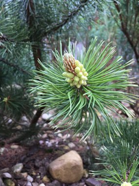 Parkta bir çam dalı