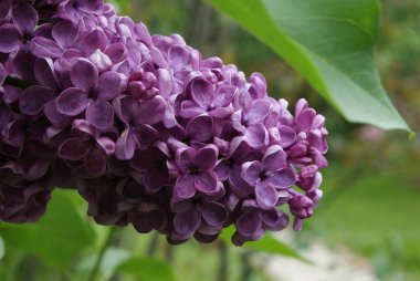 Bahçede bir leylak dalı