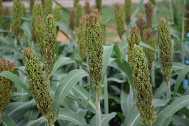 Sorghum, yemesi kolay, faydalı ve tatlı gibi çeşitli yemeklerde kullanılabilen bir tahıl gevreğidir..