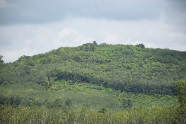 Dağlardaki ağaçların yoğunluğu. Ormanın bütünlüğünün bir göstergesidir.