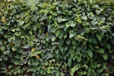 Ivy toprağı kaplayan bir ottur. Toprağın nemlenmesini sağlar.