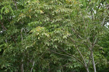 Yedek plantasyonlardaki lastik tarlalarında patlama hastalığı salgını var..