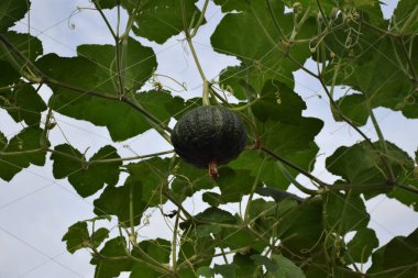 Balkabağı besin bakımından zengin bir sebzedir ve ucuz, az yağlı ve düşük enerjili birçok tıbbi özelliği vardır..