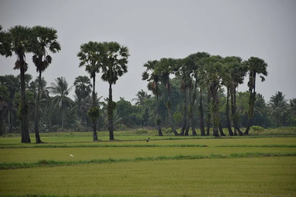 在农业区稻田边缘种植甘蔗 — 图库照片