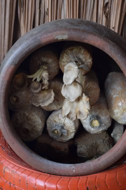 İstiridye mantarı besleyici faydaları ve tıbbi özellikleri olan bir mantardır..