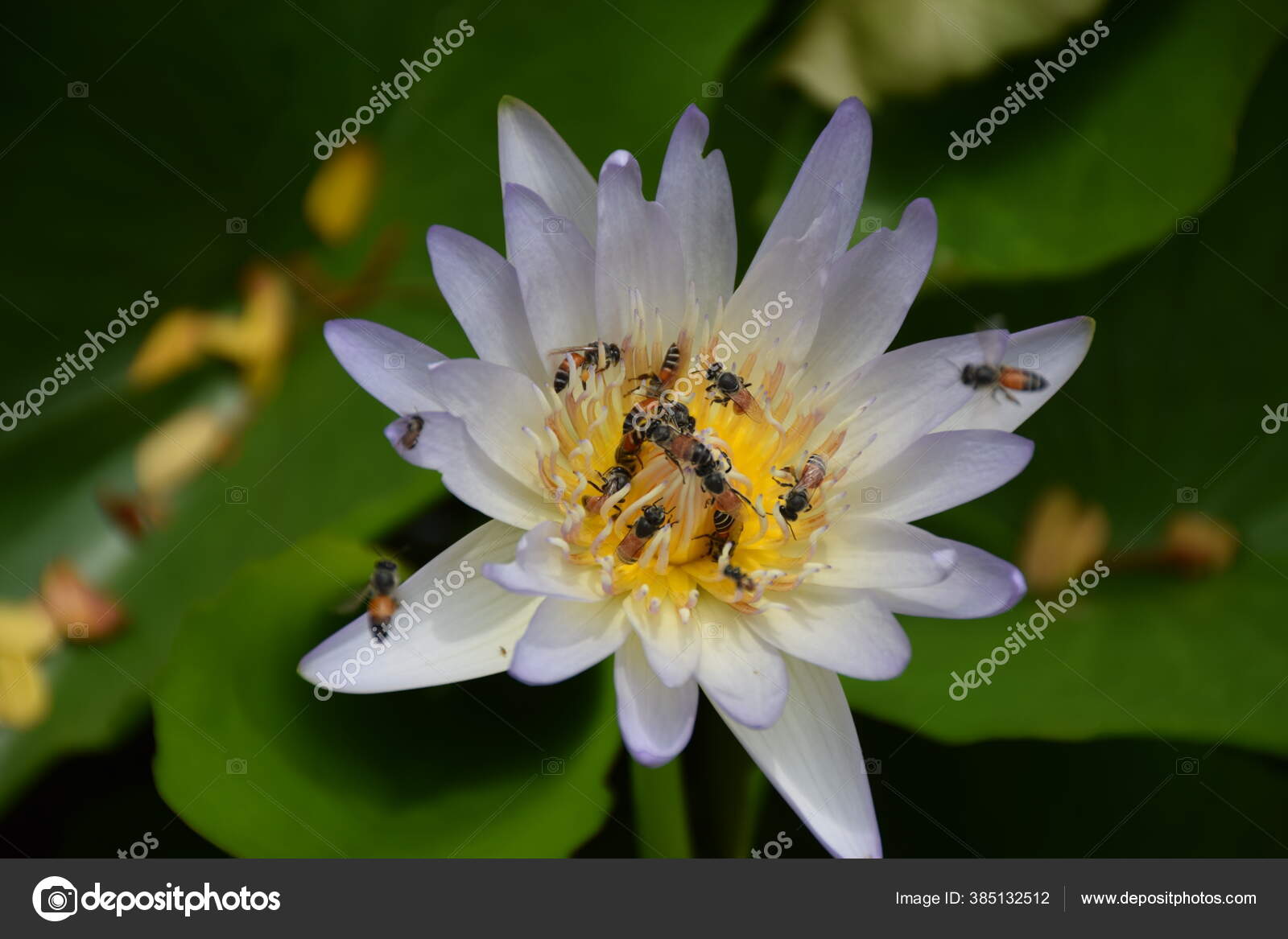 Bunga Teratai Putih Sedang Disedot Oleh Lebah Madu Stok Foto