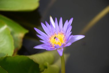 Mor nilüfer çiçeği bal arıları tarafından emiliyor.