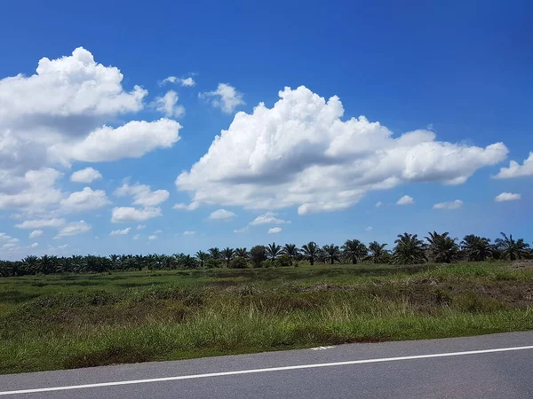 Chmury Niebie Nad Obszarem Plantacji Orzechów Kokosowych Otoczone Zielonymi Polami — Zdjęcie stockowe