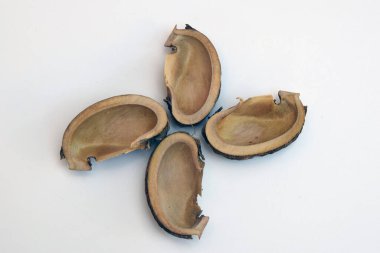 Beyaz bir zemin üzerinde tohum kaplı kauçuk ağaçlar veya Hevea brasiliensis otomobil tekerlekleri gibi çeşitli endüstrilerde hammadde üreten ekonomik bir üründür.