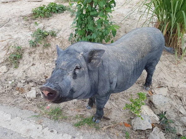 Black pig stands on the ground where lemongrass and other plants are planted.