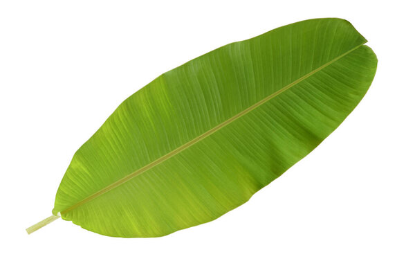 banana leaf isolated on white background,Close-Up Of Banana Leaf Against White Background