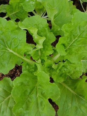 Sebze bahçesinde yetişen yeşil bir marul bitkisinin yakın çekimi..