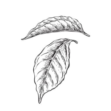 Kahve yapraklı el çizimi.