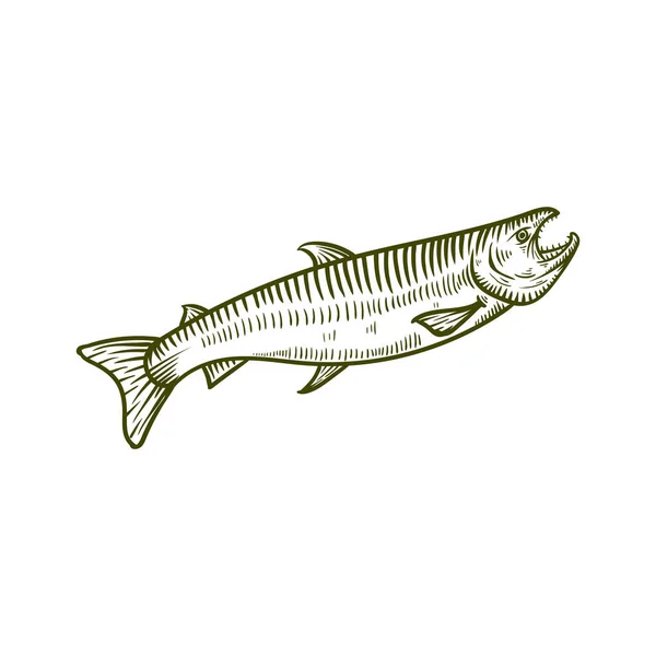 Handgezeichnete Illustration Von Lachs Fisch — Stockvektor