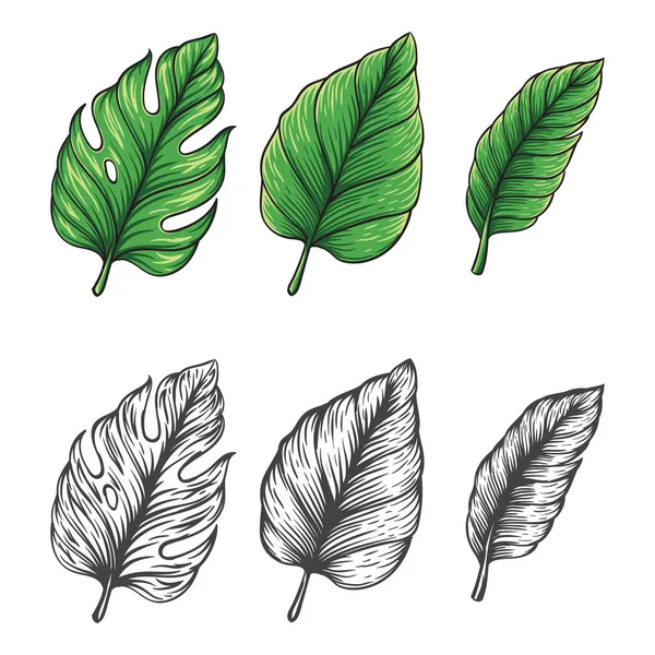 Tropikal yaprak vektörünün el çizimi