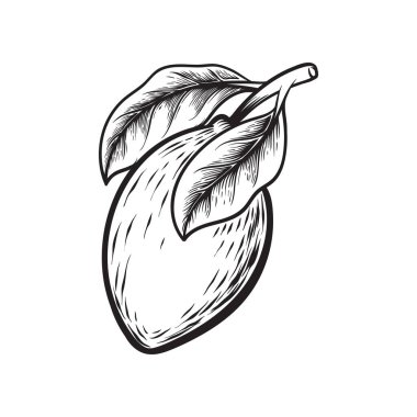 limon limonlu meyve sebze çizimi el çizimi