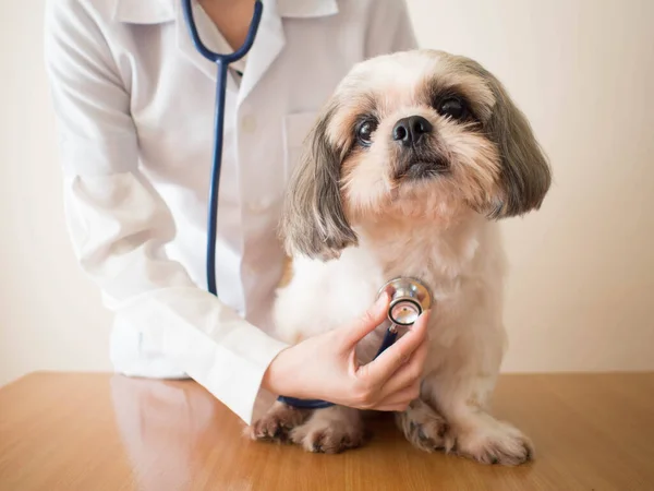 Veteriner kliniğindeki masada steteskopla Shih Tzu köpeğini muayene eden genç bayan veteriner. Hayvan sağlığı ve tıbbi konsept. Kapat..