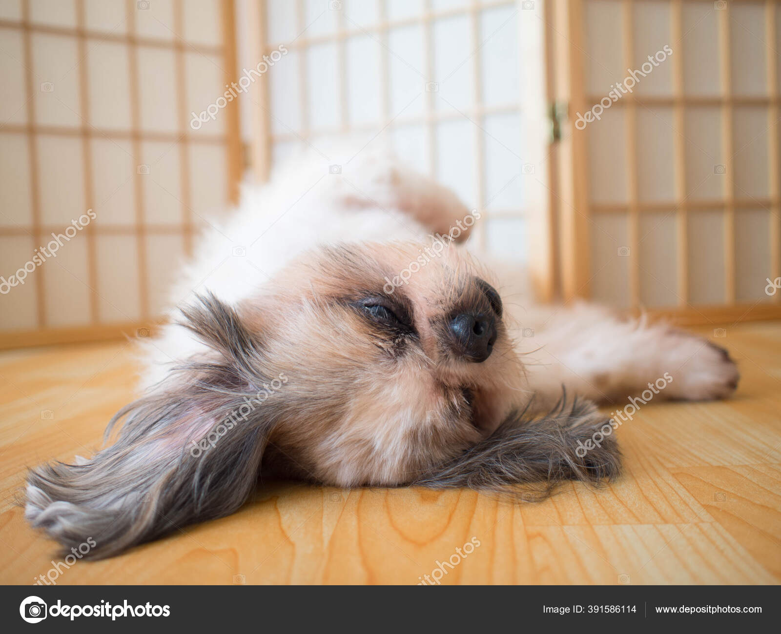 Lazy Dog Funny Shih Tzu Dog Sleeping Relaxing Wood Floor